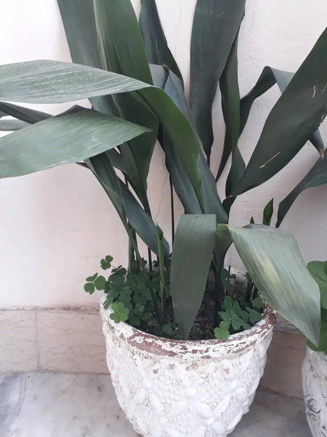 گل یوکا و گل عبایی با گلدان بزرگ|گل و گیاه طبیعی|رشت, توشیبا|دیوار