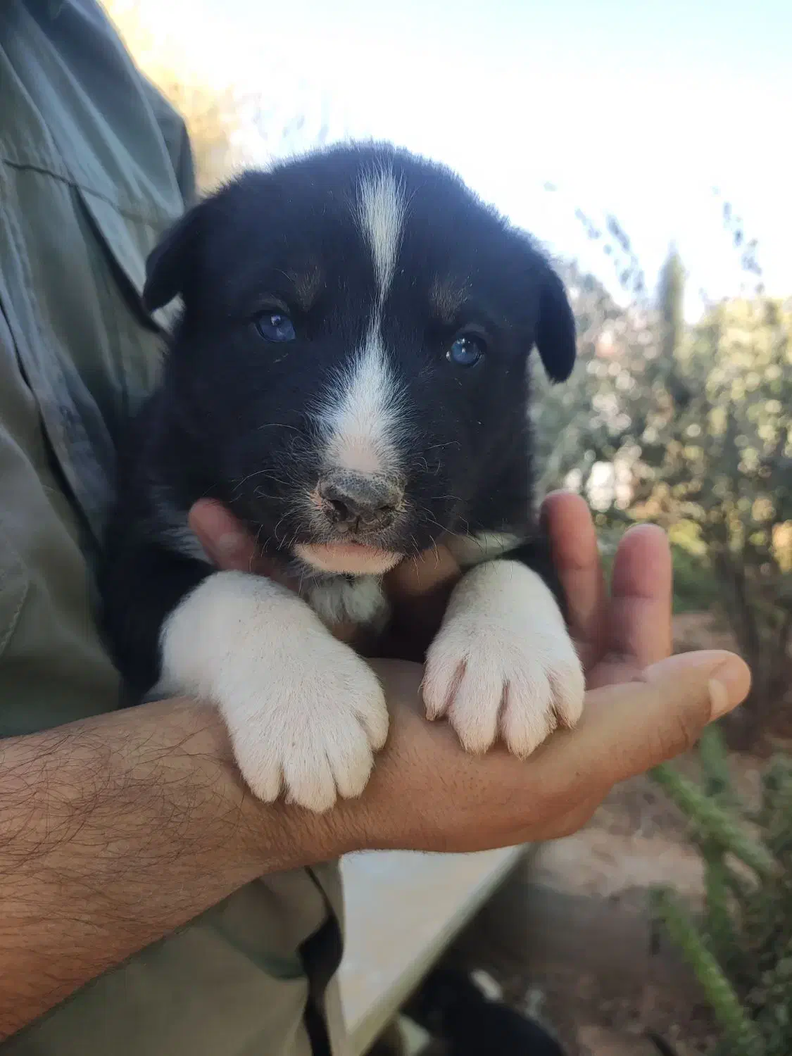 واگذاری سرپرستی توله سگ فقط ۸۰۰|سگ|شیراز, فرودگاه شهید دستغیب شیراز|دیوار