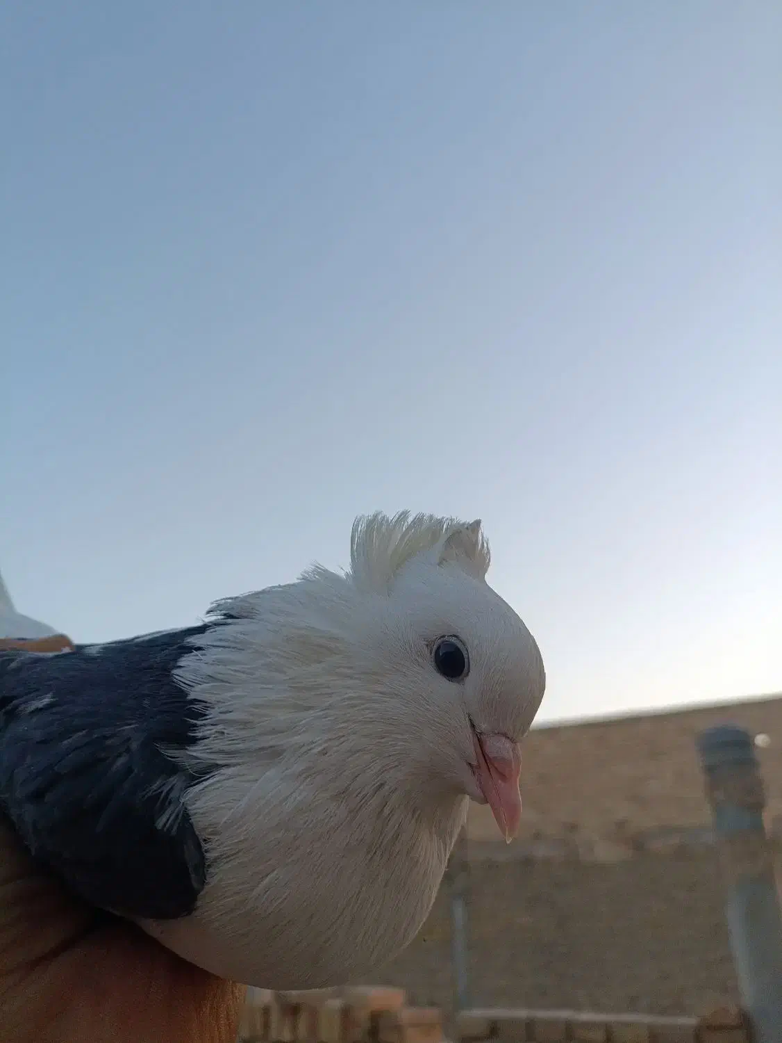 کفتر دوکت|پرنده|حمیدیا, |دیوار