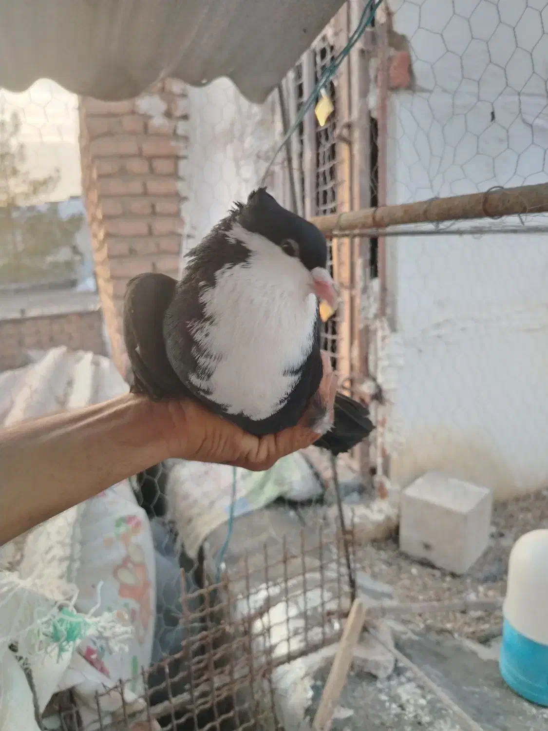 کفترریش|پرنده|بیرجند, |دیوار