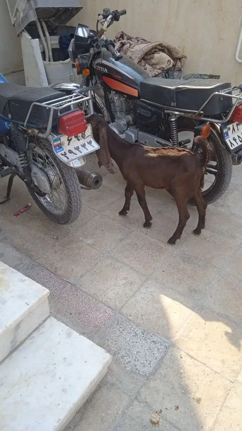 فروش بزه ابستن|حیوانات مزرعه|بندر کنگان, |دیوار