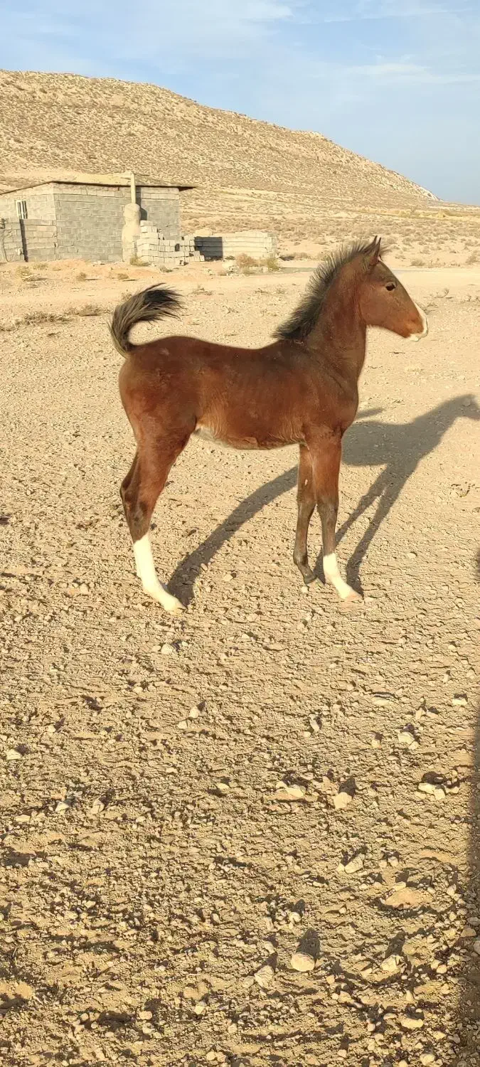 کره نریون دره شور|اسب و تجهیزات اسب‌سواری|سیرجان, |دیوار