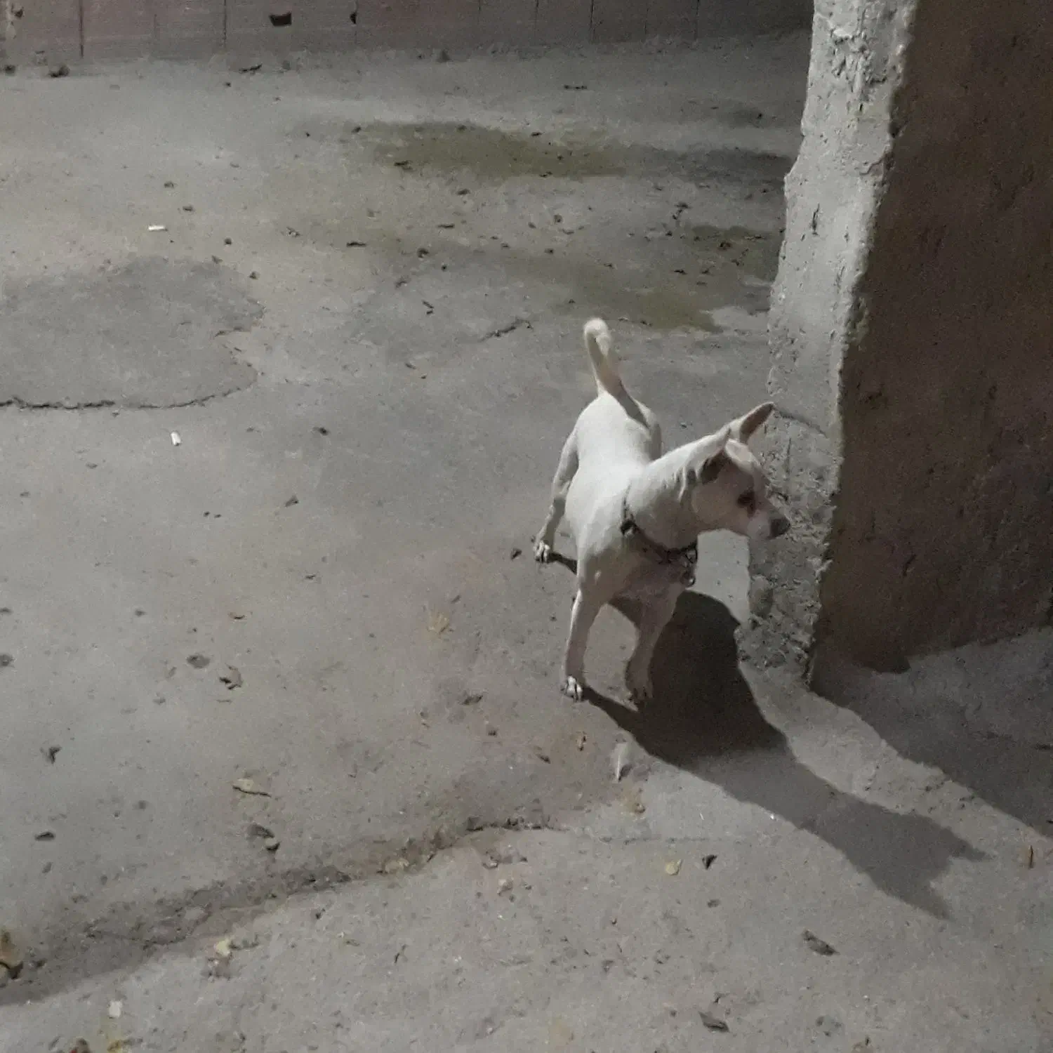 سگ شی واواماده|سگ|گلوگاه, |دیوار