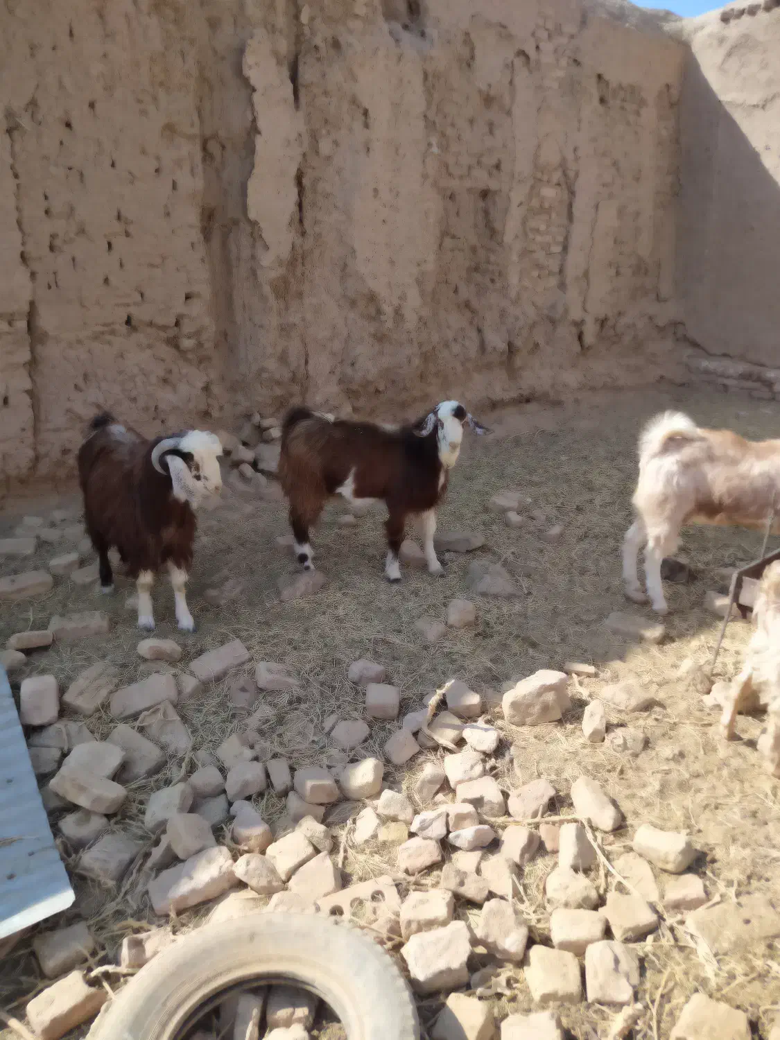 بزغاله نر|حیوانات مزرعه|فردوس (خراسان), |دیوار