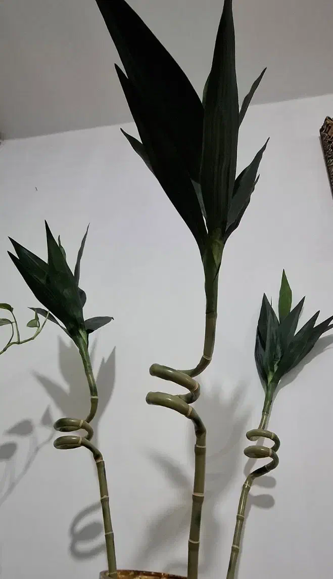 گل و گلدان|گل مصنوعی|بندر ماهشهر, |دیوار