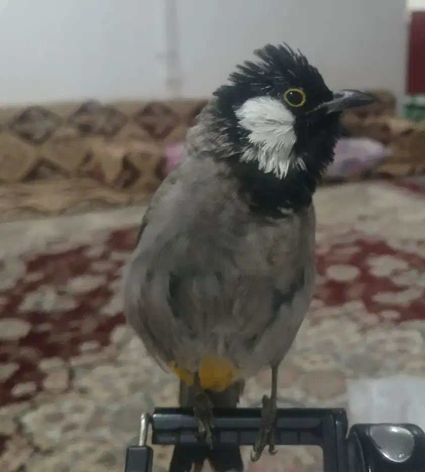 پرنده گم شده|حیوانات|شوش, |دیوار