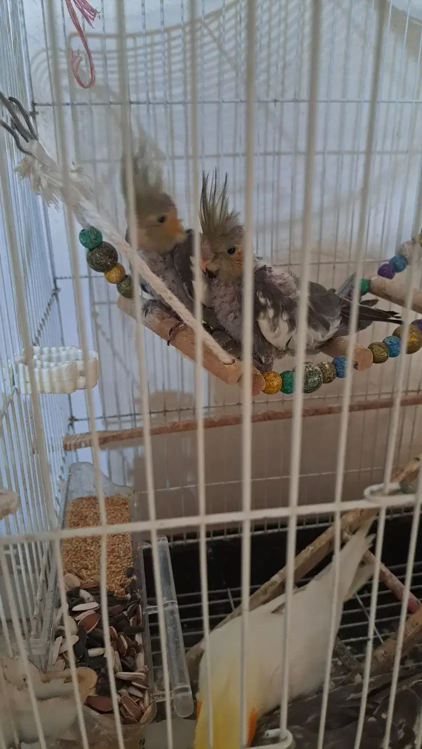 پرنده|پرنده|کوچصفهان, |دیوار