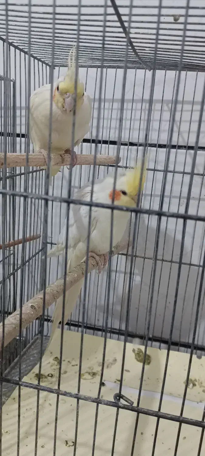 ۳عدد عروس سالم جوان|پرنده|قم, کیوانفر|دیوار