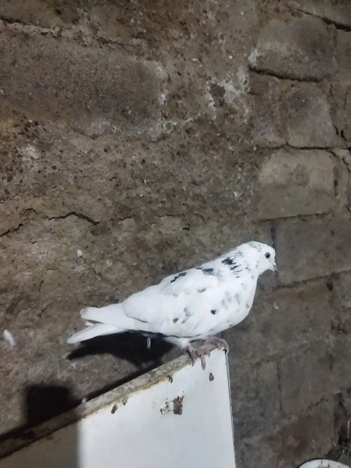 واگذاری کبوتر گرفتنی|پرنده|ارومیه, |دیوار