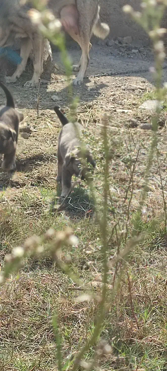 واگذاری سگ|سگ|رستمآباد, |دیوار