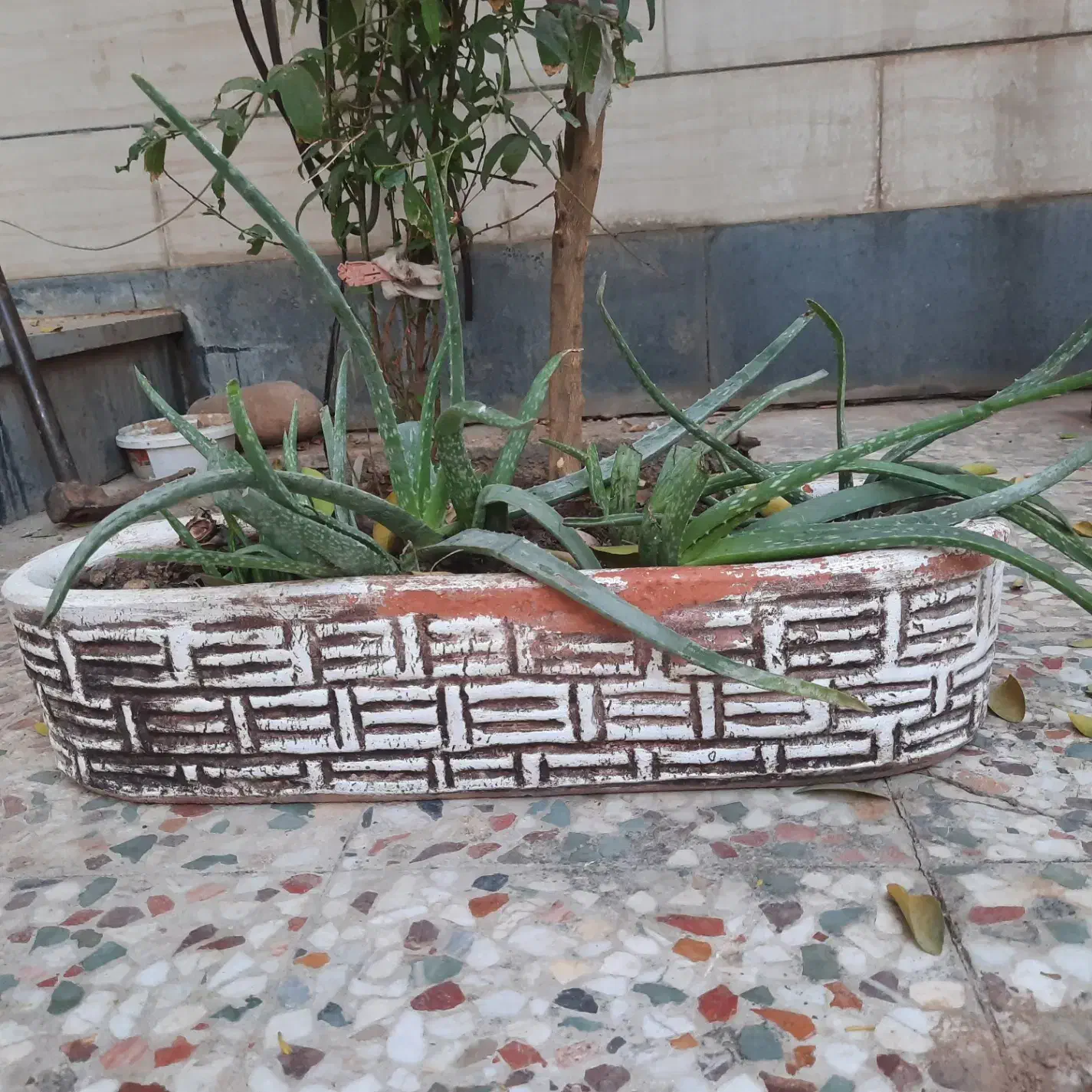 گل و گیاه|گل و گیاه طبیعی|ایذه, |دیوار