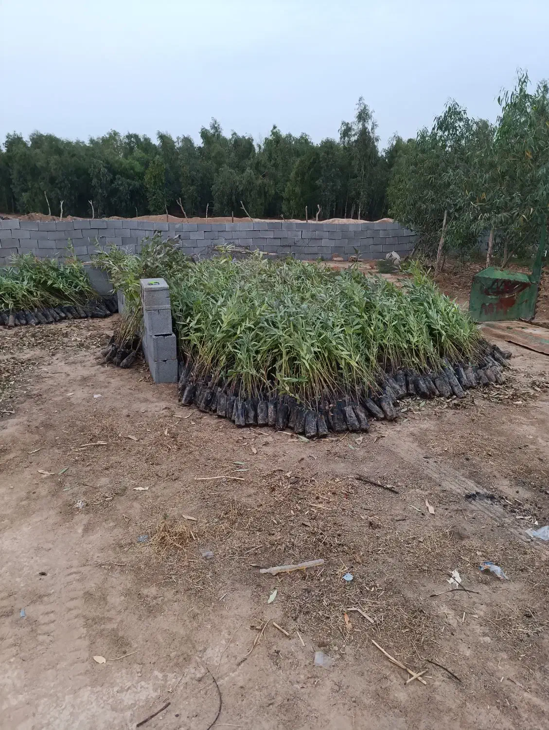 نهال اکلاپتوس تنه قرمز زود رس|گل و گیاه طبیعی|شوش, |دیوار