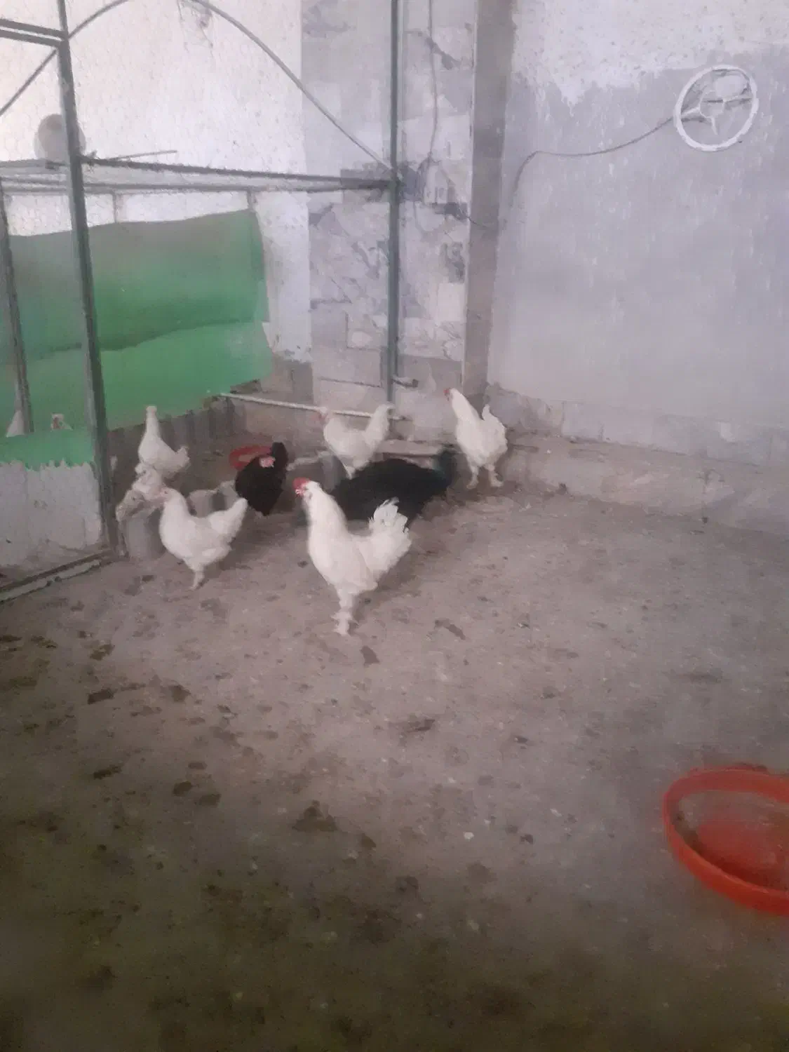 مرغ و خروس سلطان|حیوانات مزرعه|گلمکان, |دیوار