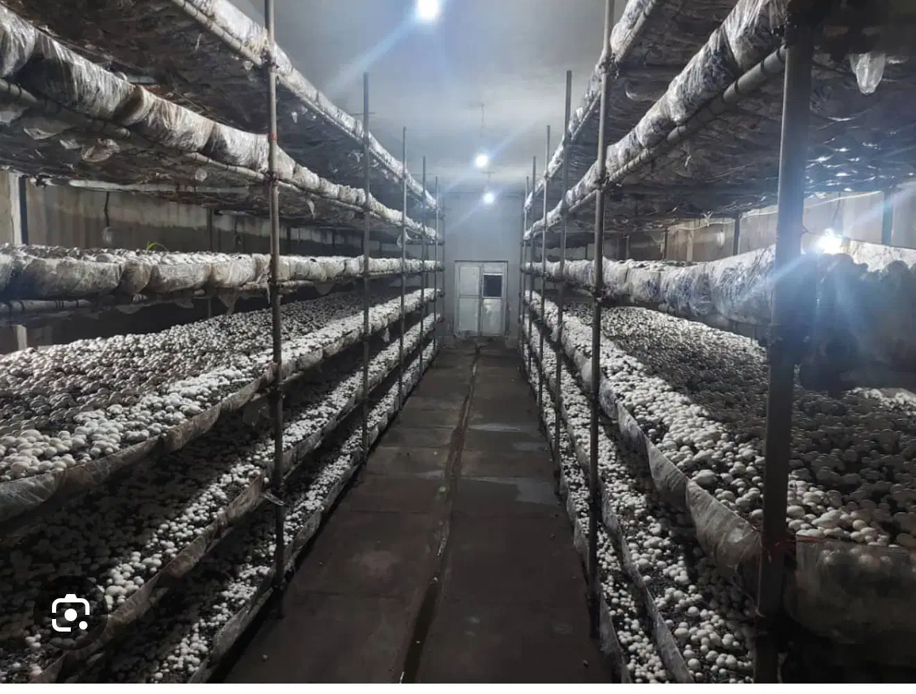 رهن و اجاره سالن های تجهیز شده پرورش قارچ شهریار|اجارهٔ دفتر صنعتی، کشاورزی، تجاری|شاهدشهر, |دیوار