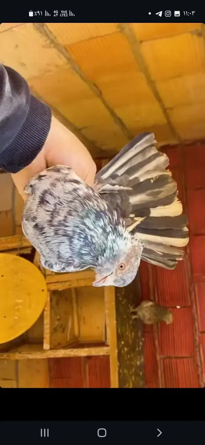 ۲۰تا کفتر پرشی همه تضمینی همه خال توشونه|پرنده|طرهان, |دیوار