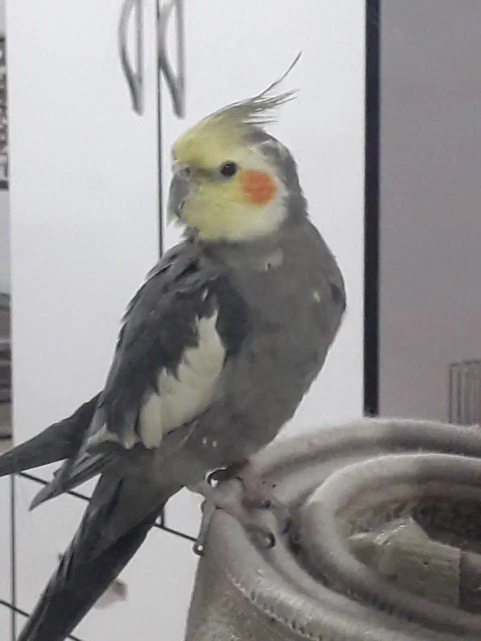 1200|پرنده|اصفهان, جنیران (لادان)|دیوار