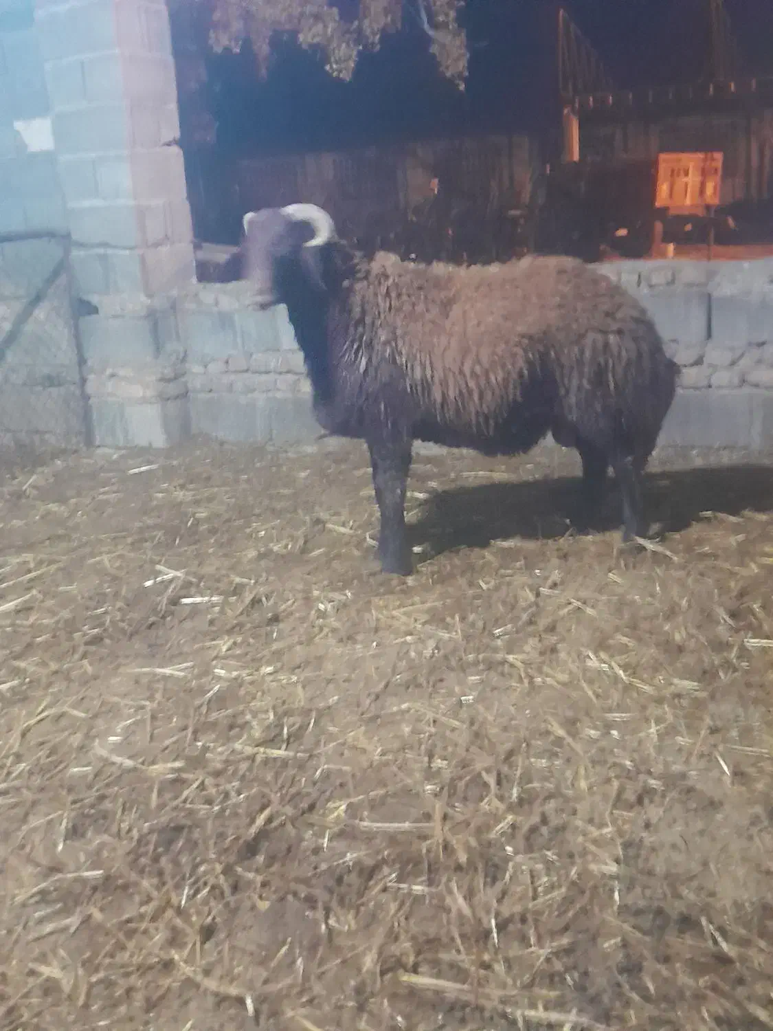 بره|حیوانات مزرعه|گرگان, |دیوار