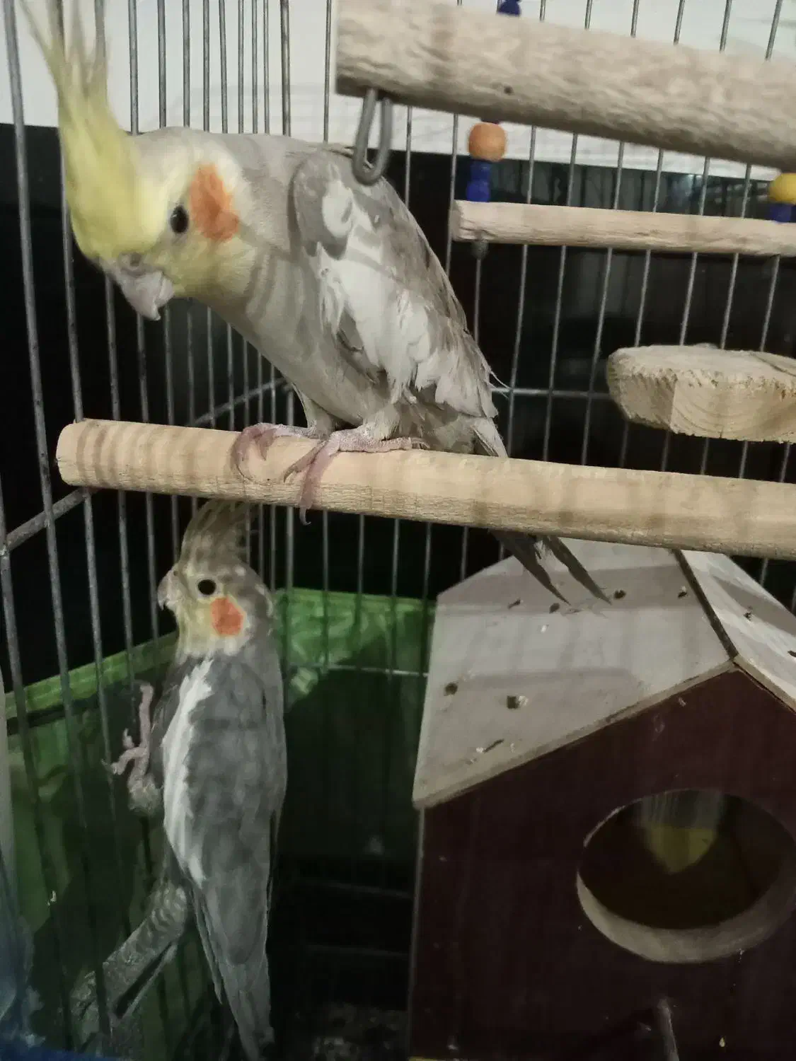 یک جفت عروس هلندی سخنگو|پرنده|کرج, اخترآباد|دیوار