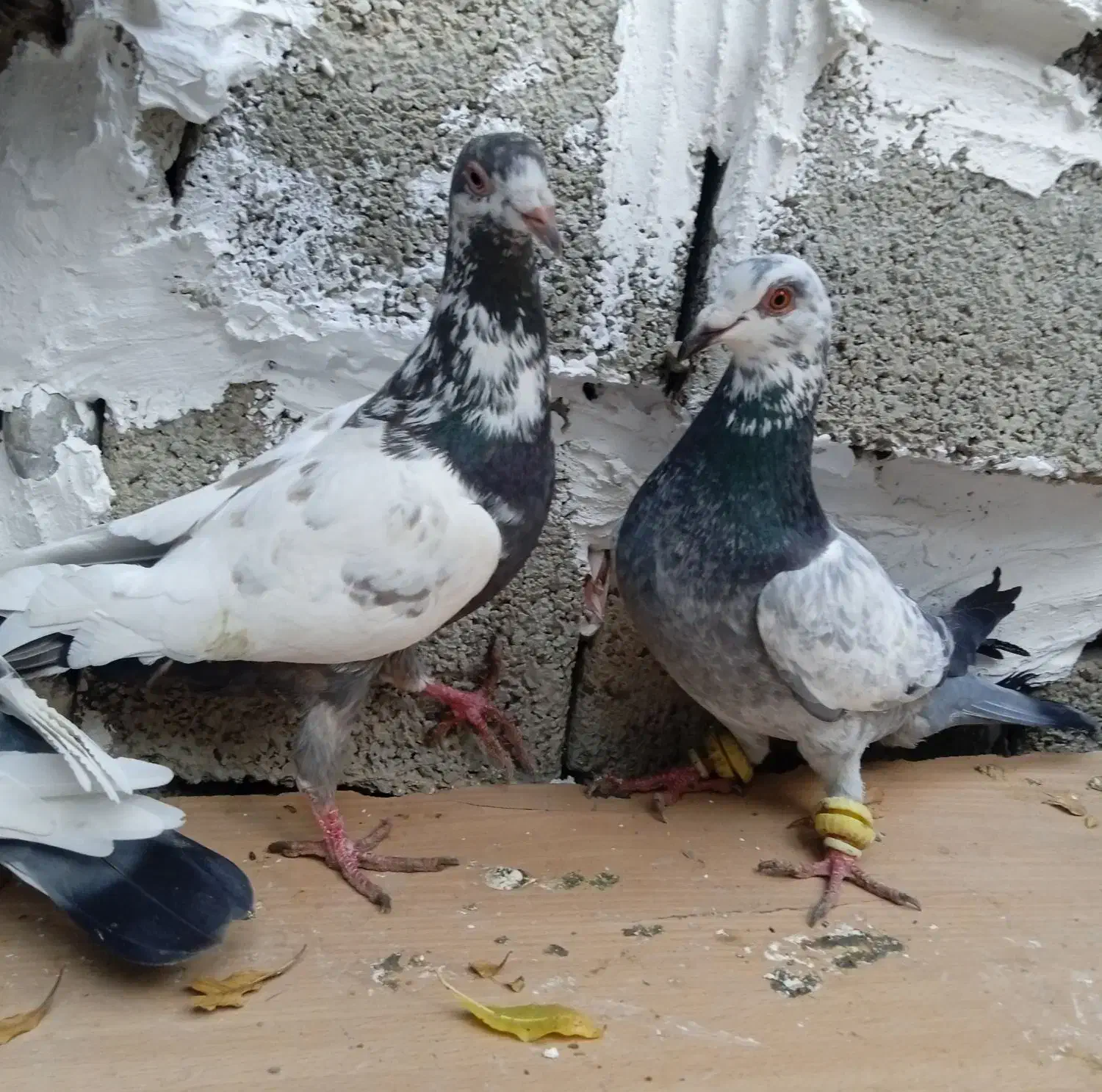 سار|پرنده|آزادشهر, |دیوار