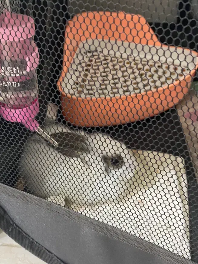 خرگوش مینی|موش و خرگوش|تهران, والفجر (افسریه)|دیوار