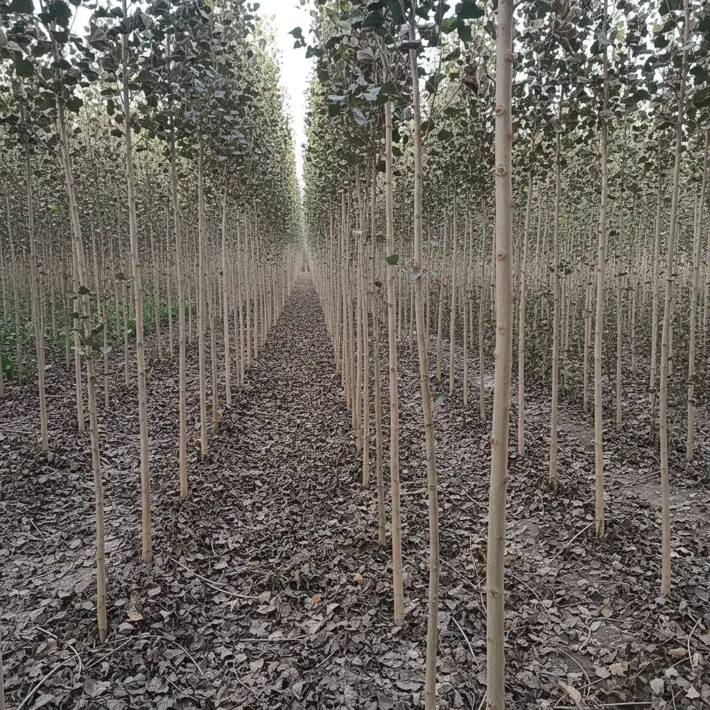 فروش ویـژه صنـوبـر مقاوم به خشکی محدود و ارزشمند|خدمات باغبانی و درختکاری|مشهد, بهشت|دیوار