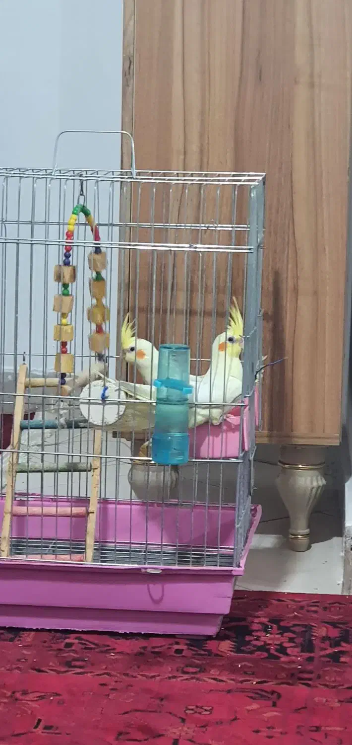 عروس هلندی|پرنده|تهران, مسعودیه|دیوار