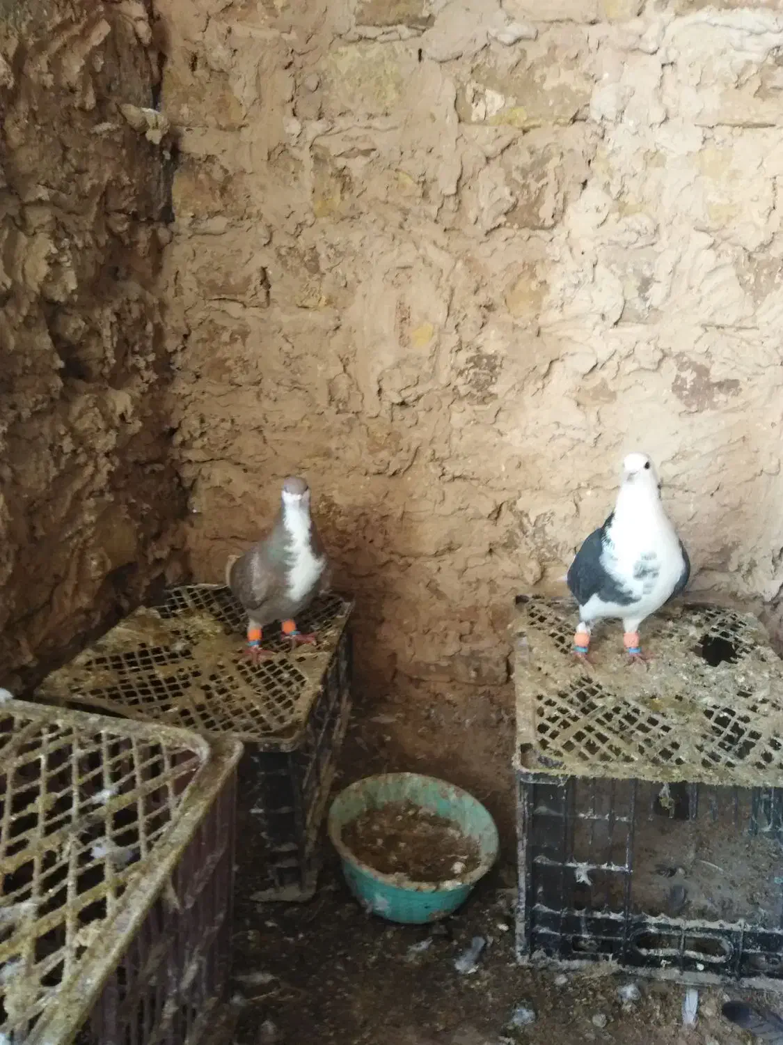 کفتزب. م|پرنده|تربتحیدریه, پائین ولایت|دیوار