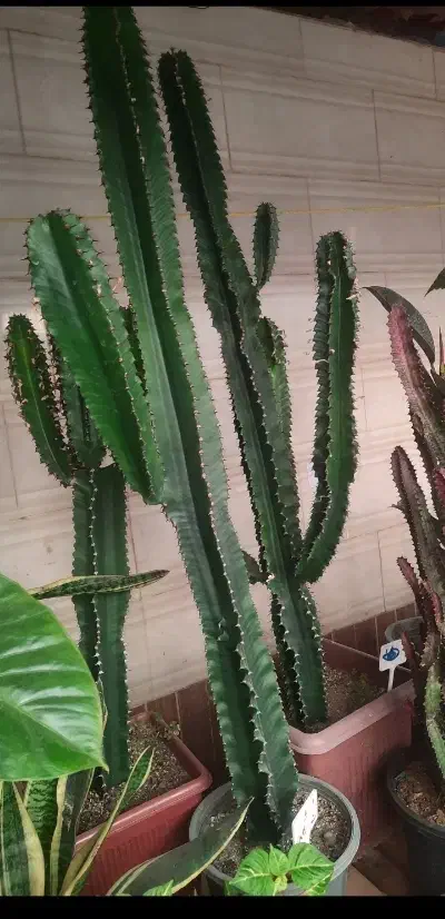 افوربیا دیفن باخیا|گل و گیاه طبیعی|مشهد, کوشش|دیوار