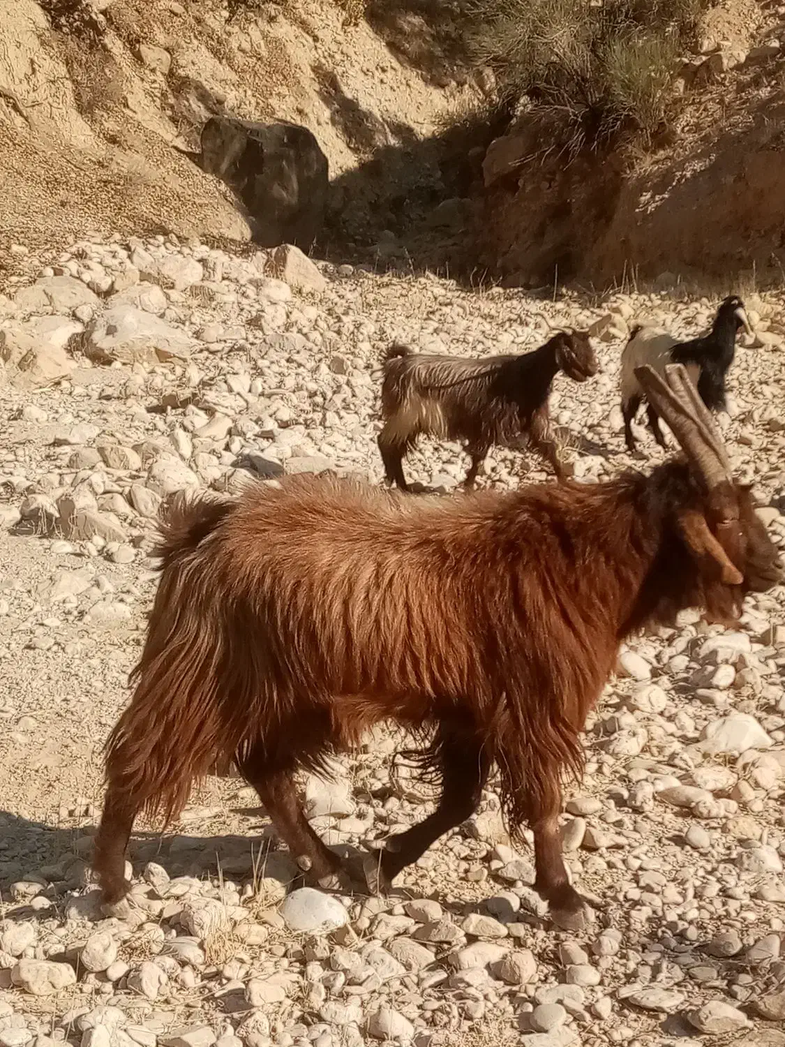 پازن ترکی|حیوانات مزرعه|دشمن زیاری, |دیوار