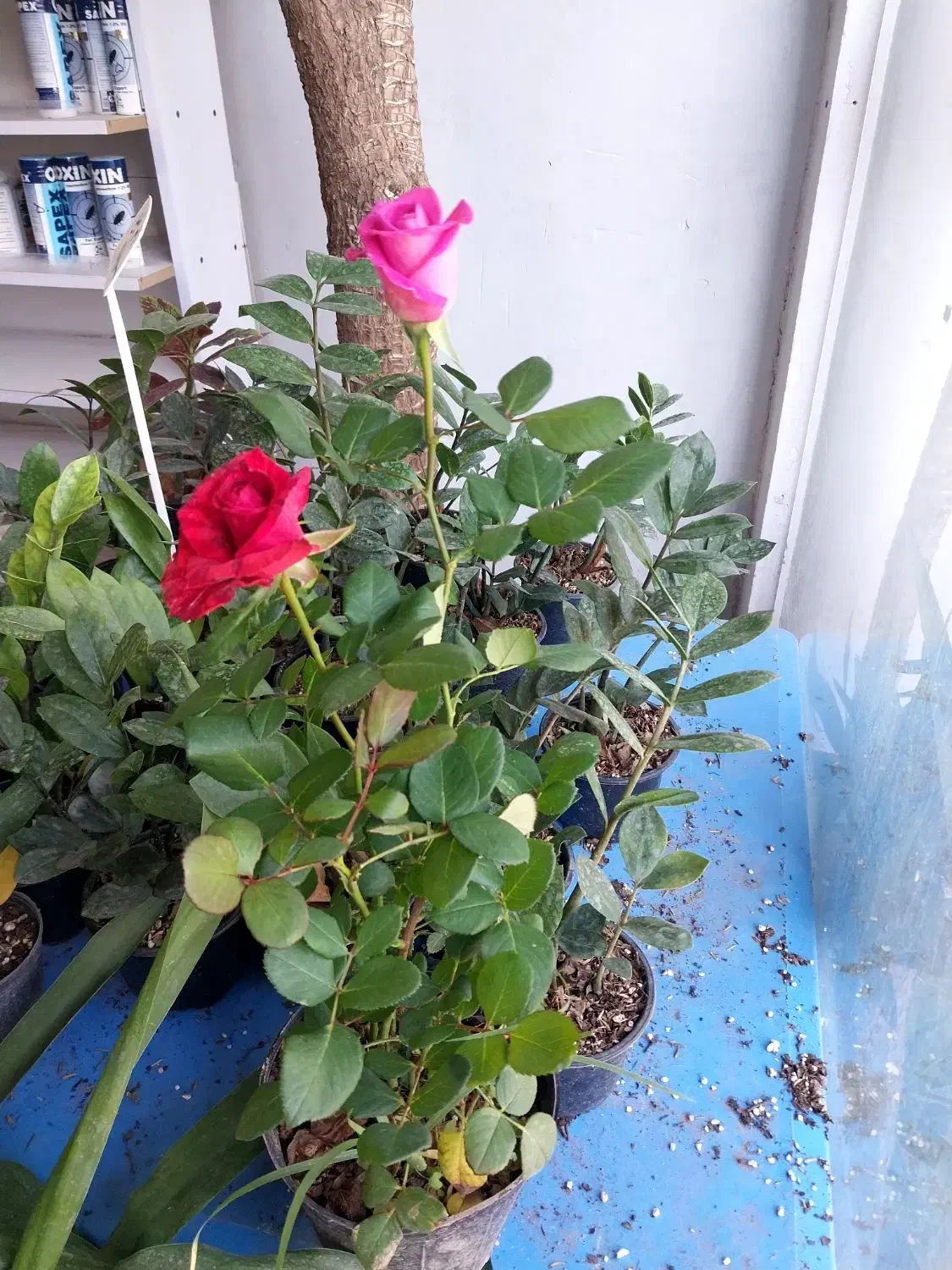 رز هلندی|گل و گیاه طبیعی|شیراز, ریاستی|دیوار