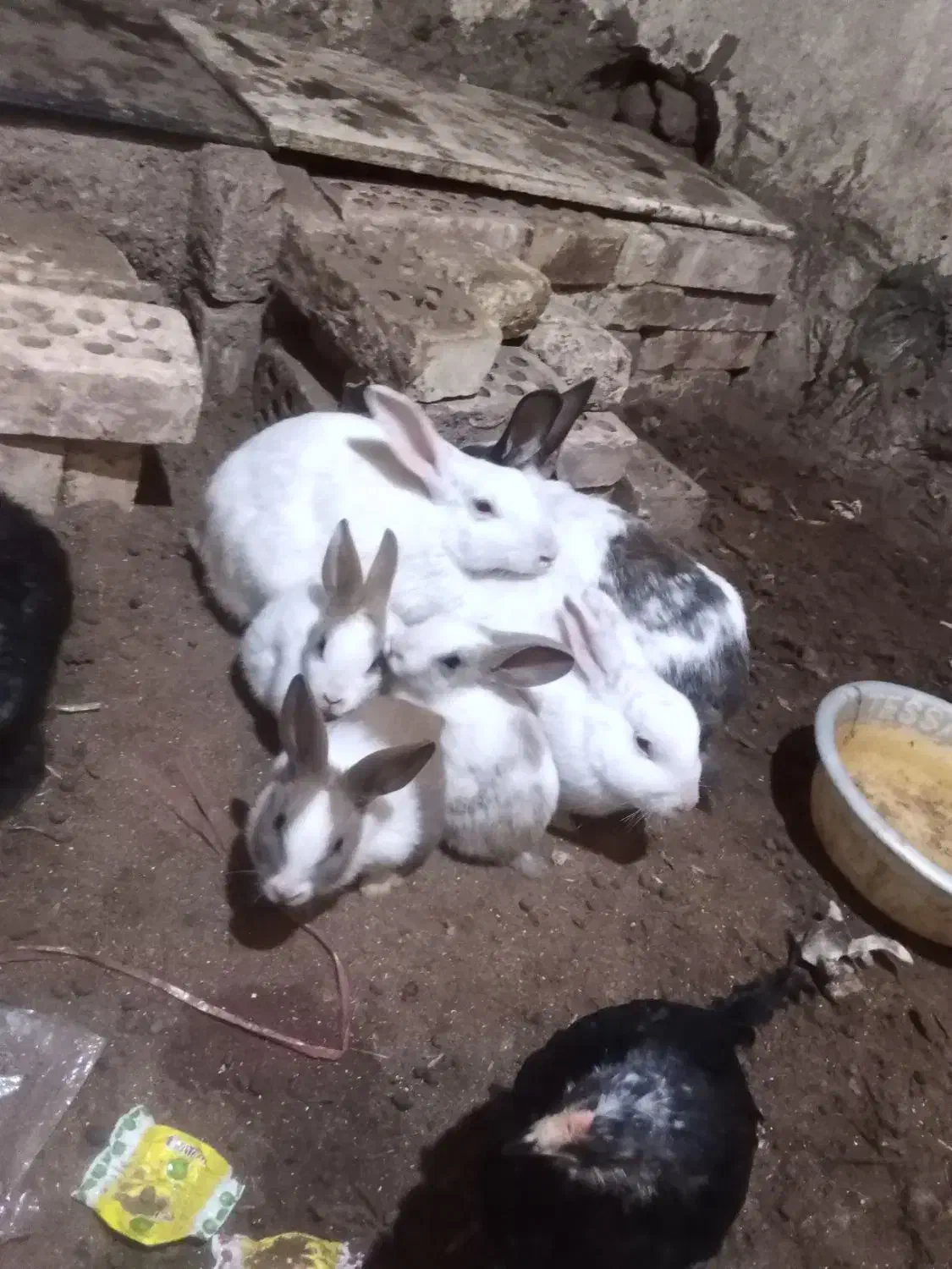 خرگوش|موش و خرگوش|تربت جام, باغ سنگان سفلی|دیوار