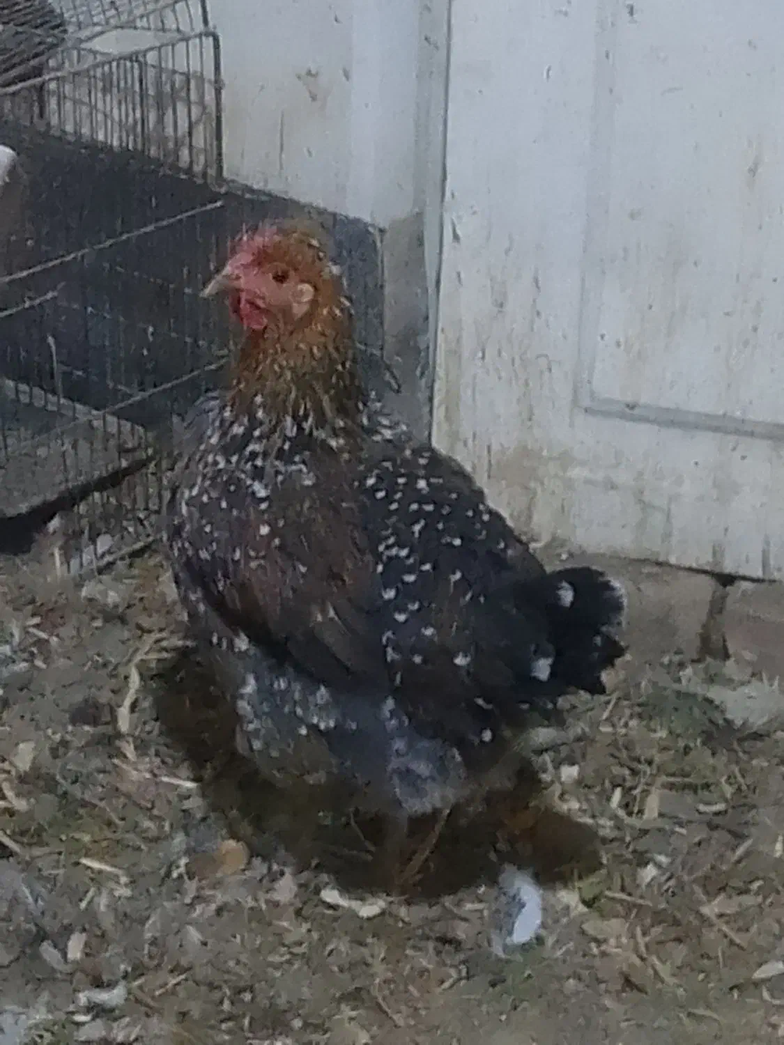 مرغ گلین اصلی|حیوانات مزرعه|اسلام‌شهر, شهرک سعیدیه|دیوار