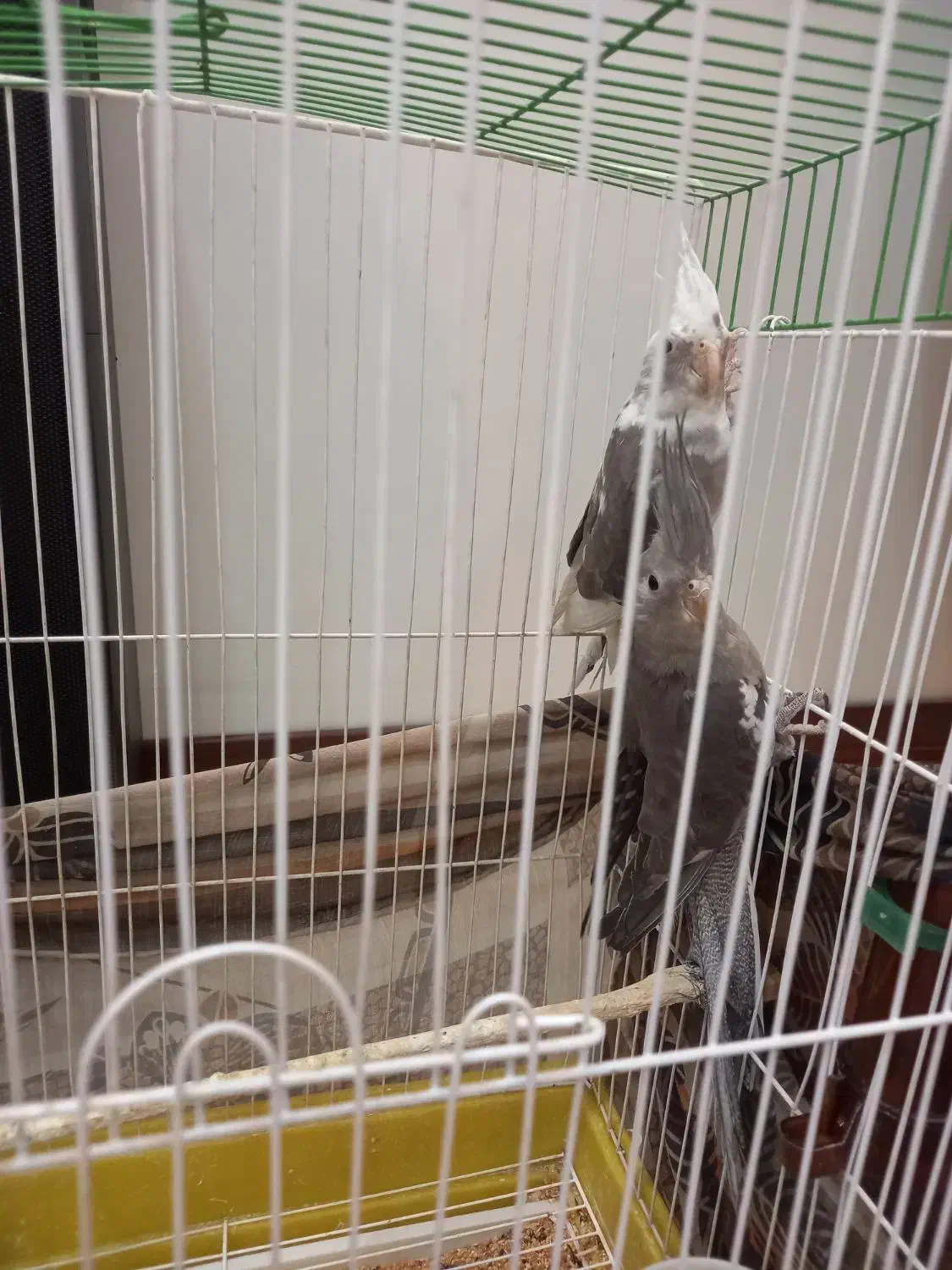 جوجه عروس هلندی سه ماهه|پرنده|ری, سیزده آبان|دیوار