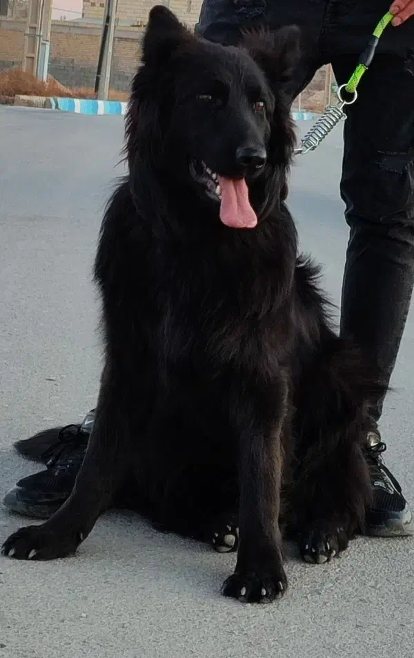 واگذری|سگ|تهران, توحید|دیوار