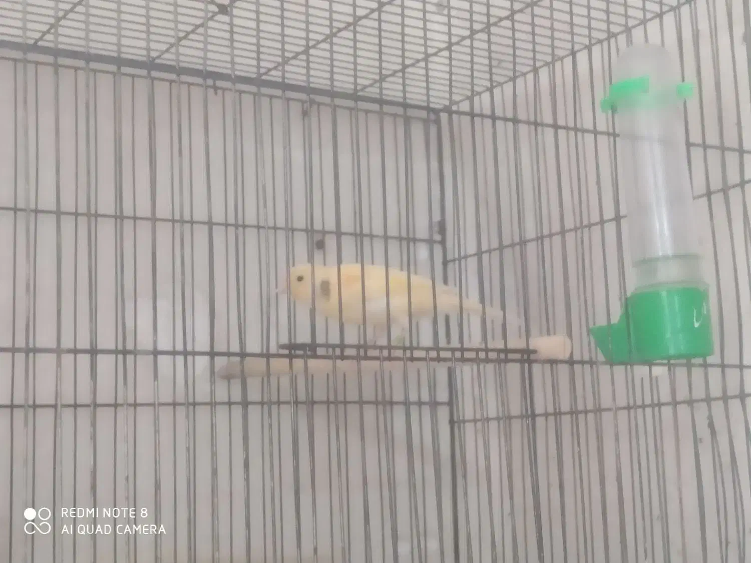 تعدادی قناری فروشی|پرنده|کوهبنان, |دیوار