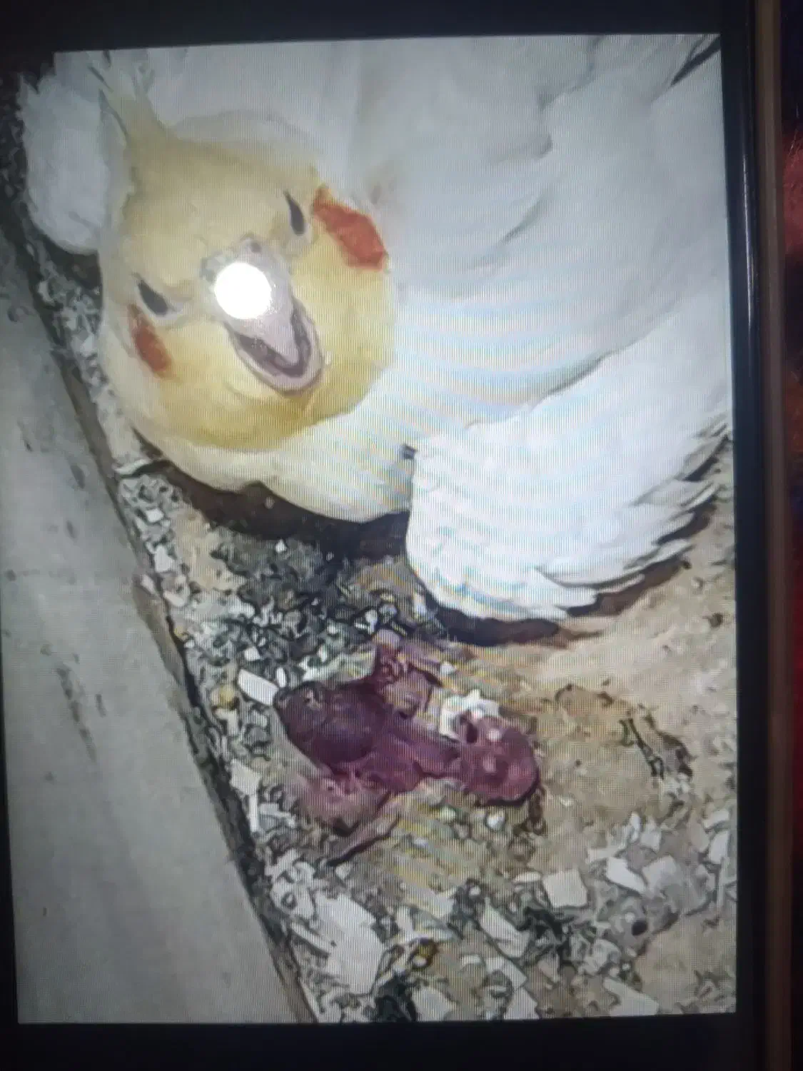 طوطی عروس|پرنده|اقبالیه, |دیوار