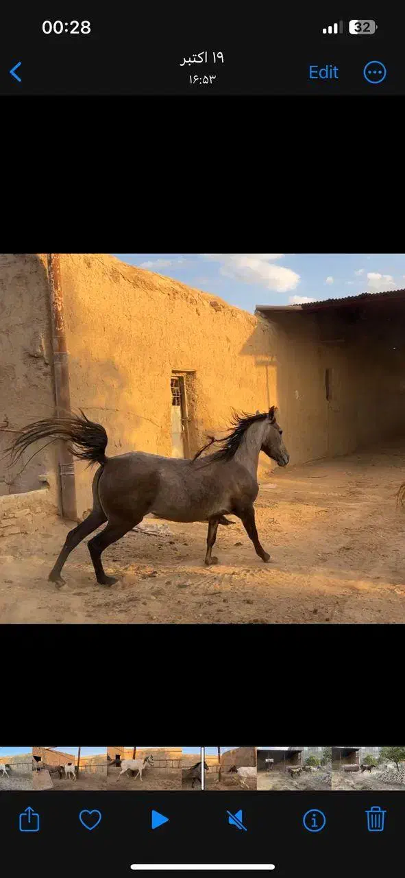 فروش یک راس مادیون کرد از سیروان با مدارک|اسب و تجهیزات اسبسواری|جوادآباد, |دیوار