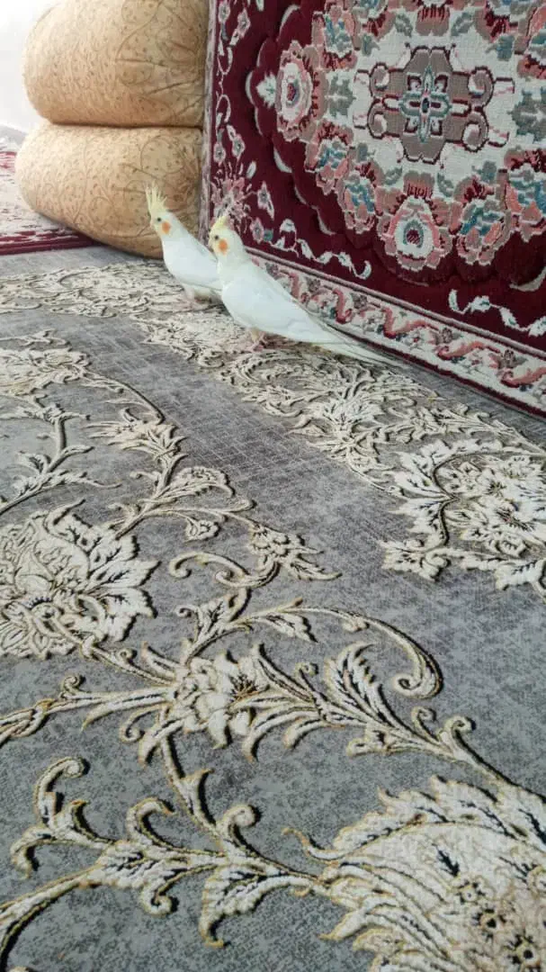 جوجه عروس هلندی|پرنده|شیراز, شریف‌آباد|دیوار