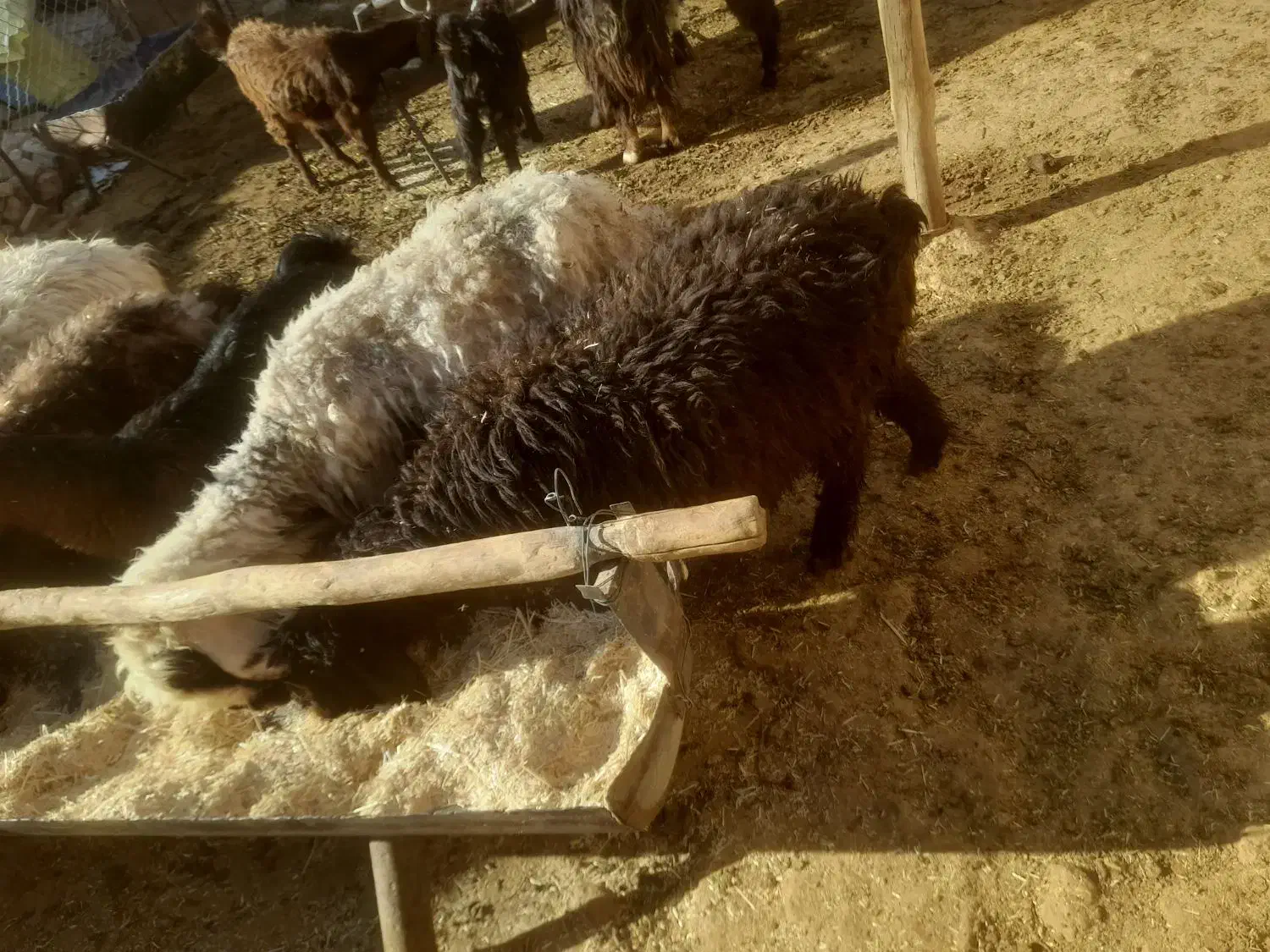 میش بره دار|حیوانات مزرعه|مرودشت, ولایت|دیوار