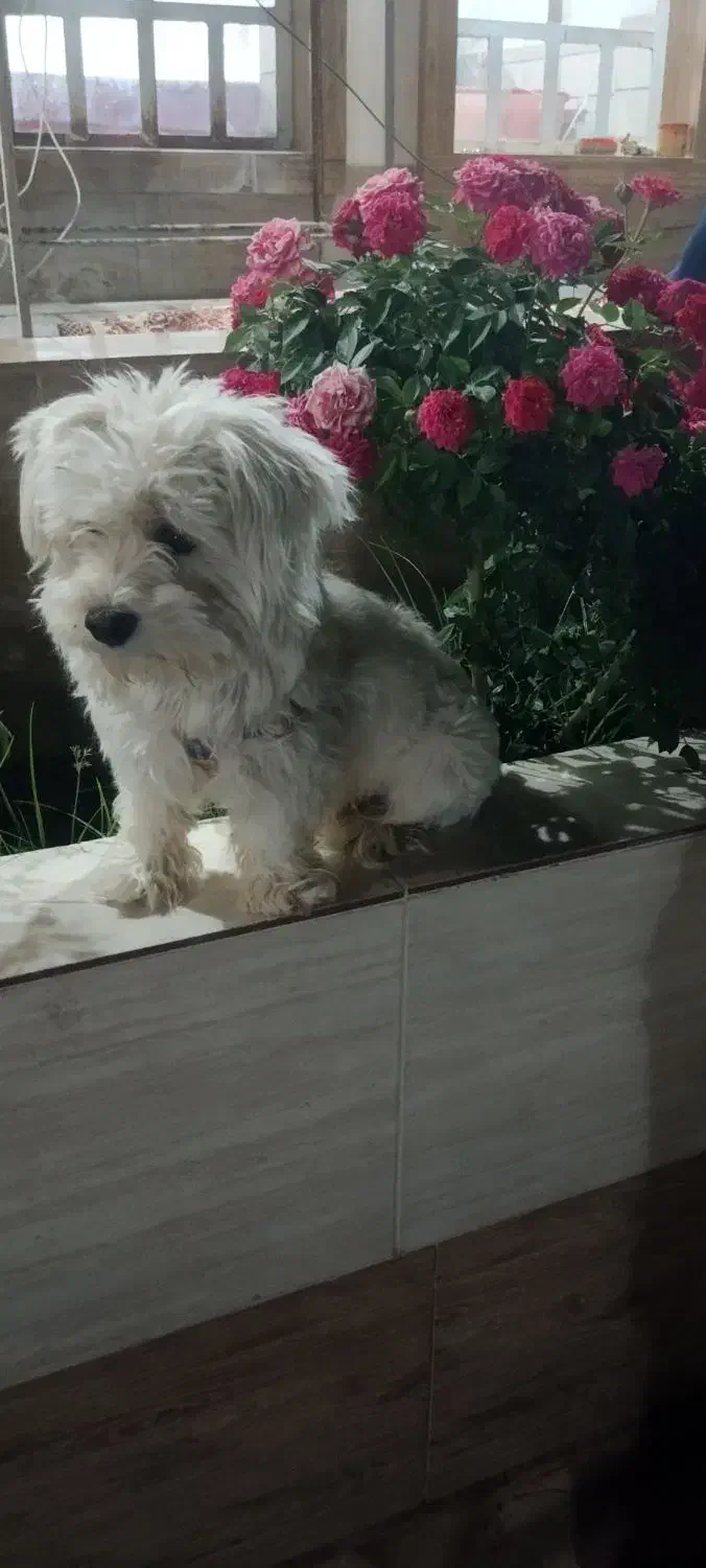 شیتزو|سگ|کازرون, |دیوار