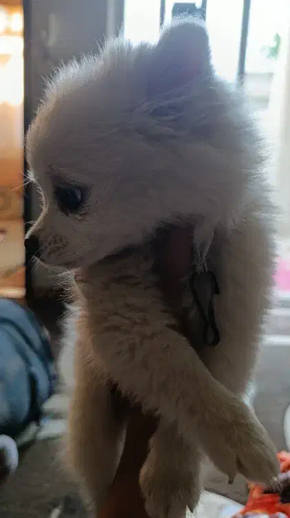 سگ پامرین سایر ریز|سگ|آزادشهر, |دیوار