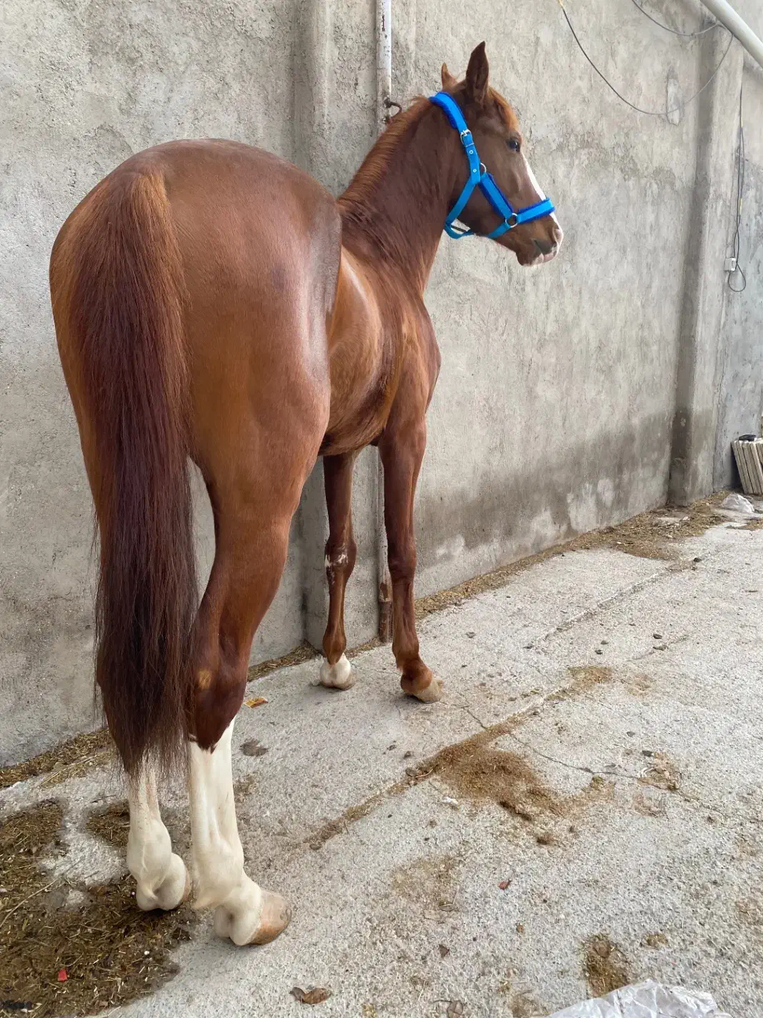 اسب|اسب و تجهیزات اسبسواری|قزوین, |دیوار