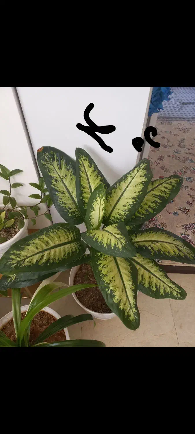 کیف نیه گل|کیف، کفش، کمربند|سنندج, |دیوار