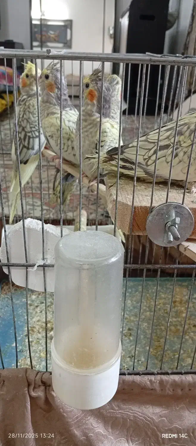 عروس هلندی|پرنده|گلستان (تهران), |دیوار