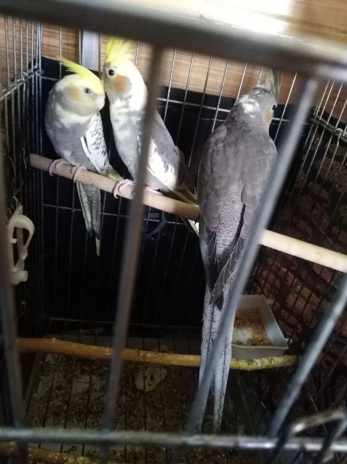 فروش عروس هلندی دو ماه|پرنده|شیراز, محراب|دیوار