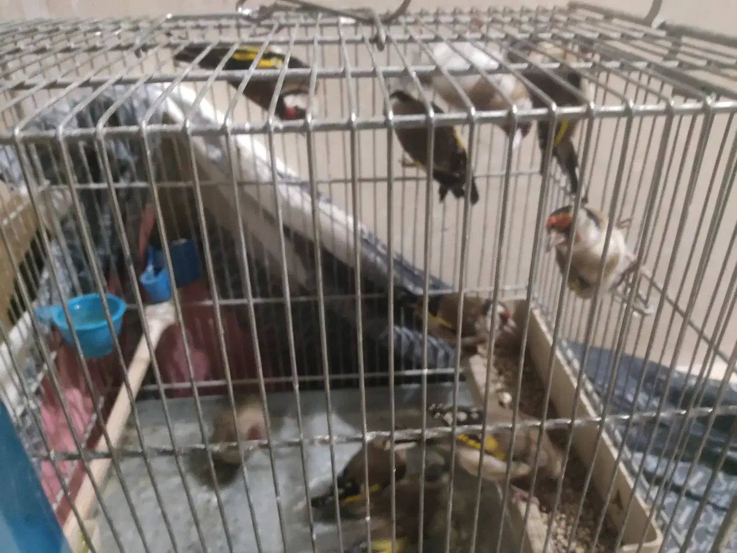 سهرپاییزیی دونه آب خورده|پرنده|بروجرد, |دیوار