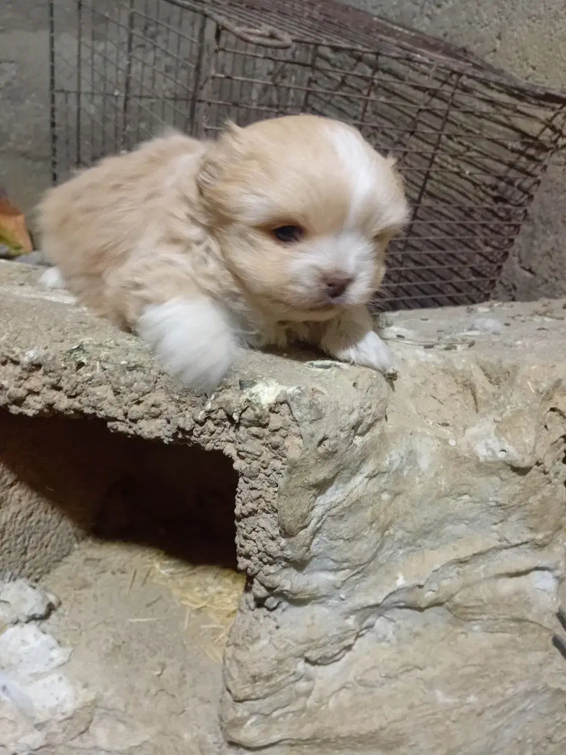 پامر|سگ|کنگاور, |دیوار