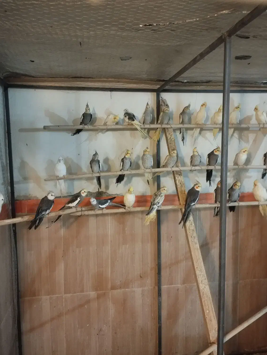 عروس هلندی|پرنده|ارومیه, |دیوار