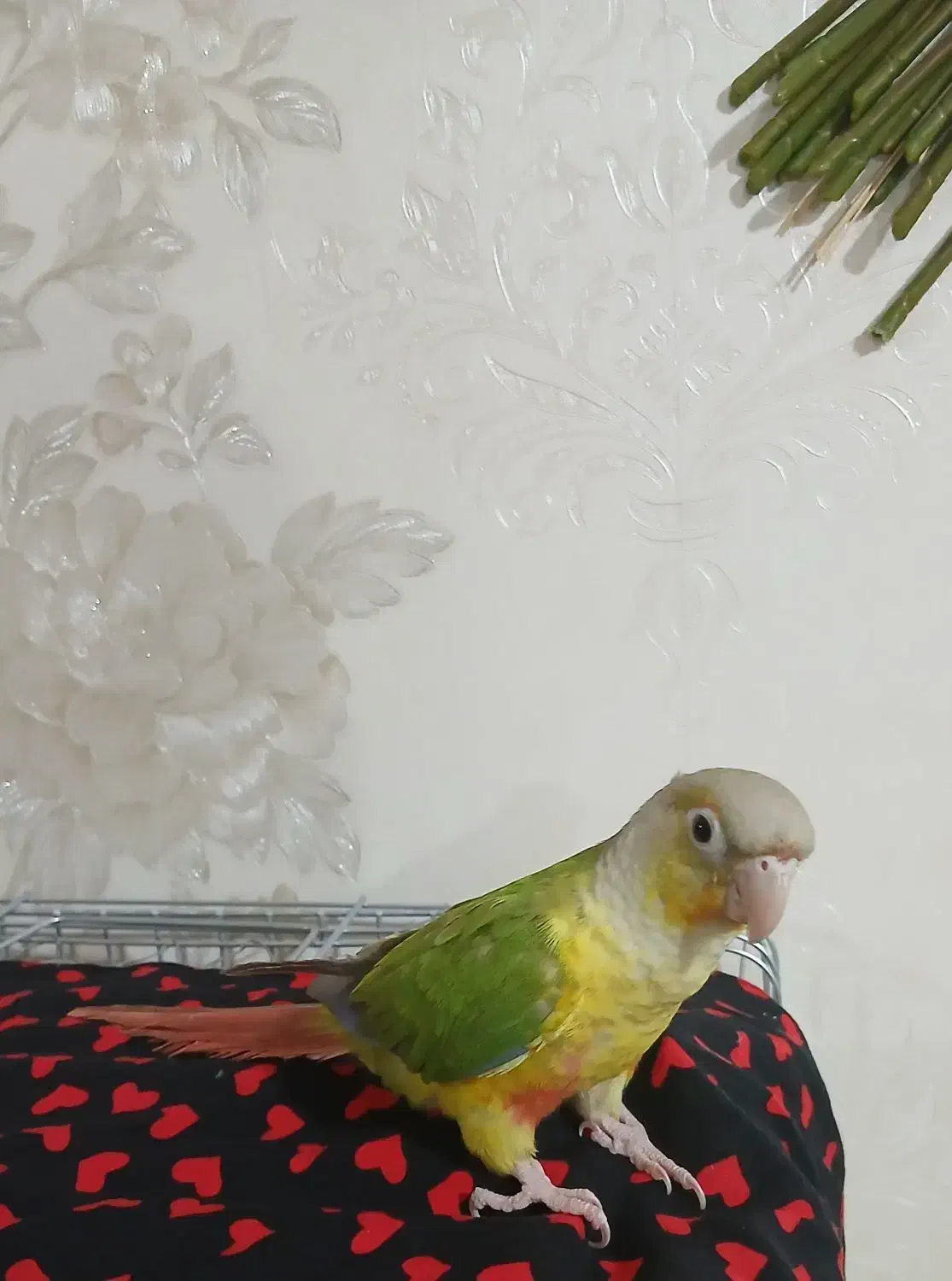 طوطی گرینجیک|پرنده|ماهدشت, |دیوار