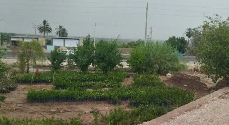 زمین چشمه گلابی|فروش زمین و ملک کلنگی|فسارود, |دیوار